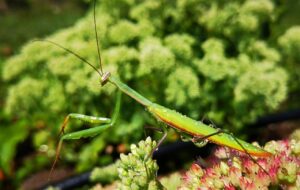 DIY Bug Hotel For Pollinators-a-paying-mantis-beneficial-insect DIY Bug Hotel For Pollinators-a-paying-mantis-beneficial-insect