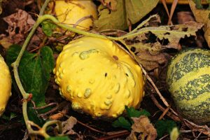 Squash Vine Borer Prevention-squash-vine-damage
