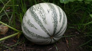 How To Save Squash Plants From Cucumber Beetles-pumpkin-squash