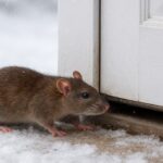 Winter Proofing Your Home Against Rodents-a-rat-rodent-pest