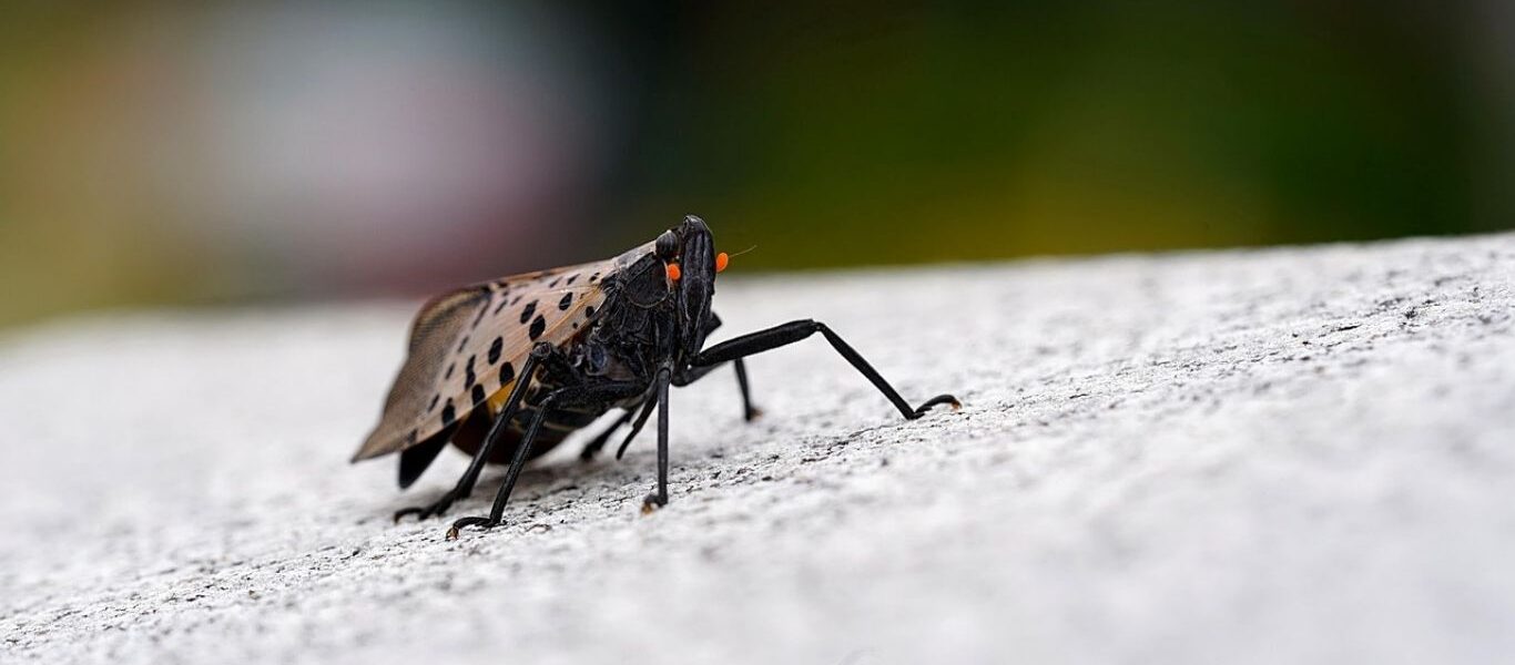 Lanternfly Native Predator Solutions-spotted-lanternfly-insect-pest