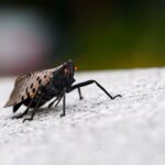 Lanternfly Native Predator Solutions-spotted-lanternfly-insect-pest