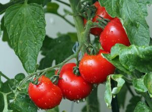 How To Get Rid Of Tomato Hornworms-tomatoes How To Get Rid Of Tomato Hornworms-tomatoes