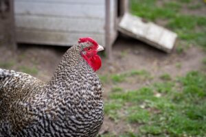 Tomato Hornworm Natural Predators-a-rooster-chicken Tomato Hornworm Natural Predators-a-rooster-chicken