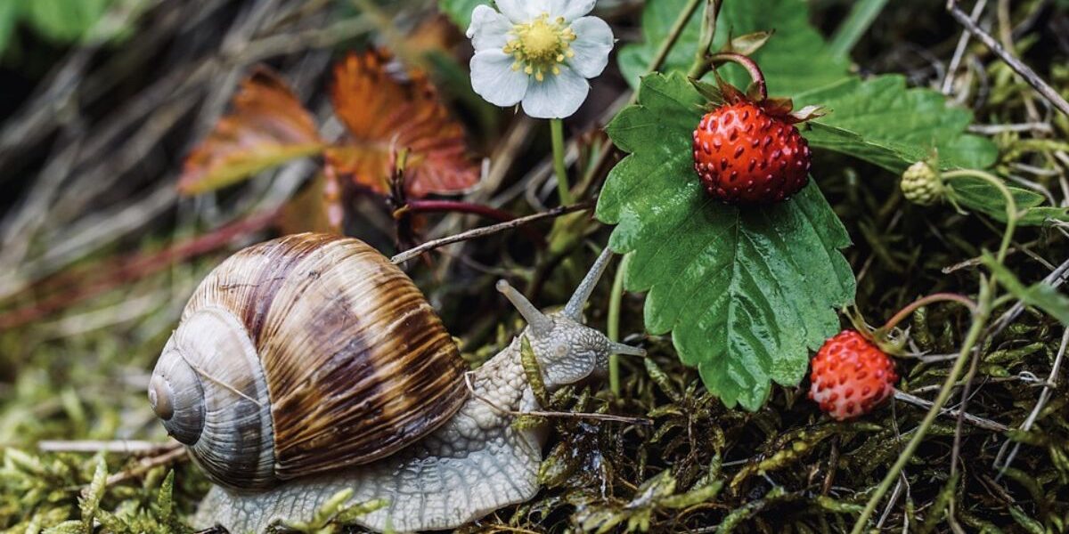 Companion Planting For Pest Prevention-a-snail-garden-pest