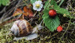 How To Identify Common Garden Pests-a-snail-garden-pest