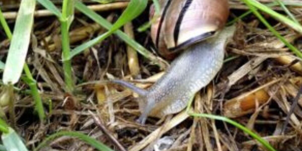 Natural Ways To Repel Garden Pests-snail-insect-pest-snail-garden-inset-pest