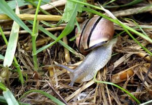 Natural Ways To Repel Garden Pests-snail-garden-pest Natural Ways To Repel Garden Pests-snail-garden-pest