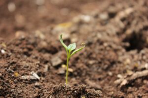 How To Get Rid Of Tomato Hornworms-tomatoes-garden-soil