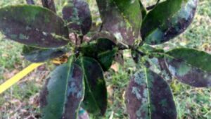 Spotted Lanternfly Honeydew Mold-sooty-mold-on-garden-plants Spotted Lanternfly Honeydew Mold-sooty-mold-on-garden-plants