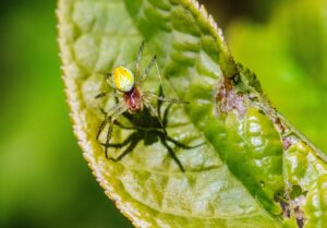 Tomato Hornworm Natural Predators-a-spider-beneficial-insect Tomato Hornworm Natural Predators-a-spider-beneficial-insect