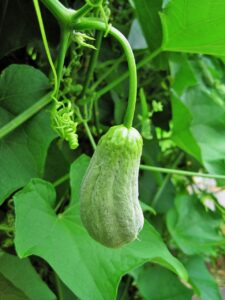 Squash Vine Borer-a-squash-plant