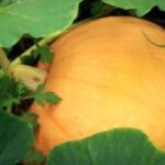 How To Fix Squash Plants With Powdery Mildew-a-squash-plant