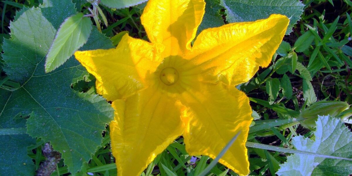 Squash Vine Borer Prevention-a-squash-plant