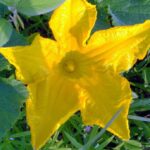 Squash Vine Borer Prevention-a-squash-plant