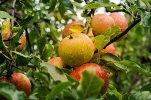 Best Lanternfly Detection Tools For Gardeners-and-apple-tree Best Lanternfly Detection Tools For Gardeners-and-apple-tree