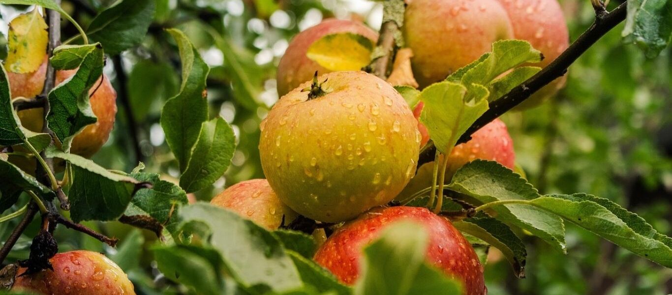 Best Lanternfly Detection Tools For Gardeners-and-apple-tree