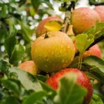 Best Lanternfly Detection Tools For Gardeners-and-apple-tree