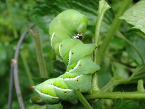 Tomato Hornworm Natural Predators-tomato-hornworm-insect-pest Tomato Hornworm Natural Predators-tomato-hornworm-insect-pest