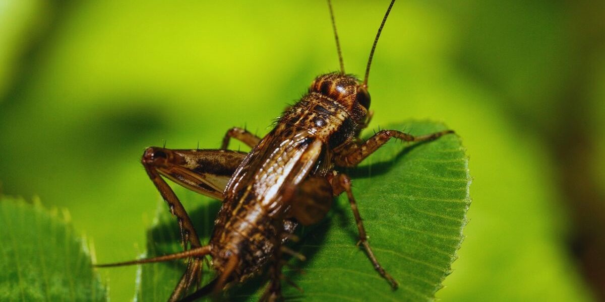 How To Exterminate Crickets-a-house-cricket