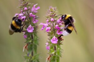 Can And Insect Hotel Attract Pests-bees-beneficial-insects Can And Insect Hotel Attract Pests-bees-beneficial-insects