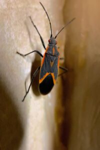 How to Keep Boxelder Bugs Out of Your Home-a-box-elder-beetle