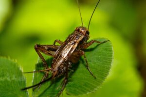 How To Exterminate Crickets-a-cricket-insect-pest