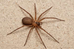 How To Get Rid Of Brown Recluse Spiders-brown-recluse-spider-pest How To Get Rid Of Brown Recluse Spiders-brown-recluse-spider-pest