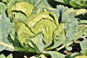 How To Control Cabbage Loopers-signs-of-cabbage-looper-damage How To Control Cabbage Loopers-signs-of-cabbage-looper-damage
