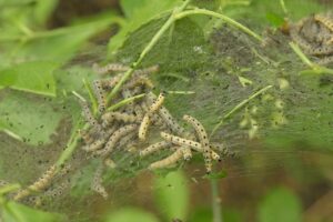 Can And Insect Hotel Attract Pests-caterpillar-insect-pests Can And Insect Hotel Attract Pests-caterpillar-insect-pests