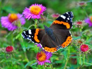 Can And Insect Hotel Attract Pests-a-butterfly-beneficial insect Can And Insect Hotel Attract Pests-a-butterfly-beneficial insect