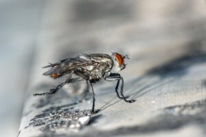 How To Get Rid Of Cluster Flies-cluster-fly-insect-pest