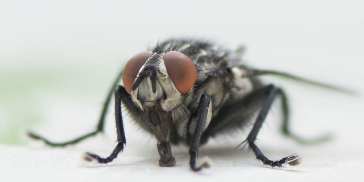 How To Get Rid Of Cluster Flies-cluster-fly-insect-pest