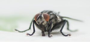 How To Get Rid Of Cluster Flies-cluster-fly-insect-pest
