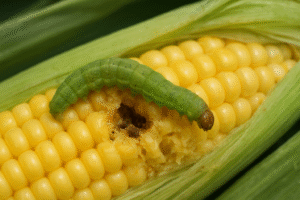 Controlling Corn Earworm-a-garden-pest