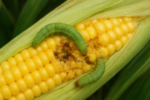 Controlling Corn Earworm-garden-pest