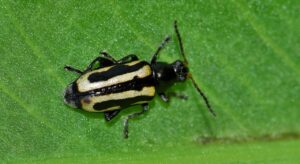 Controlling Flea Beetles-a-flea-beetle-garden-insect-pest