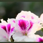 Best Mosquito Repellent Plants For Backyard--geranium-flowering-plant