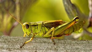 How To Exterminate Crickets-a-grasshopper-cricket-insect-pest