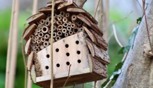 What Insects Live In A Bug Hotel-a-bug-hotel