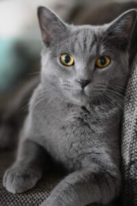 Best Flea Treatment For Indoor Cats Without Chemicals-a-cat Best Flea Treatment For Indoor Cats Without Chemicals-a-cat