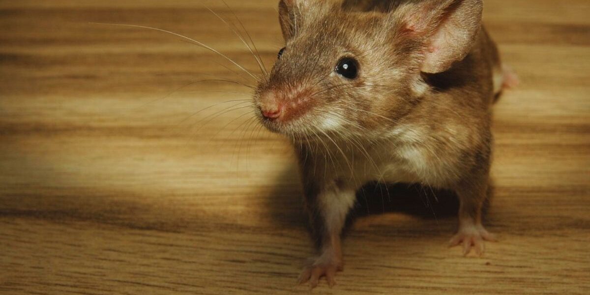 How To Keep Mice Out This Fall-a-mosque-rodent-pest