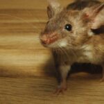 How To Keep Mice Out This Fall-a-mosque-rodent-pest