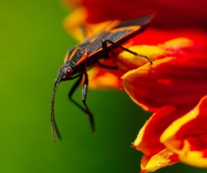 How to Keep Boxelder Bugs Out of Your Home-boxelder-beetle