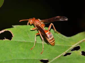 How To Get Rid Of Paper Wasps-a-paper-wasp