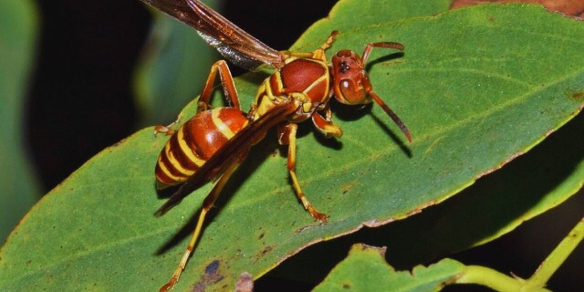How To Get Rid Of Paper Wasps-a-paper-wasp