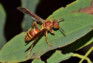 How To Get Rid Of Paper Wasps-paper-wasp-insect-pest