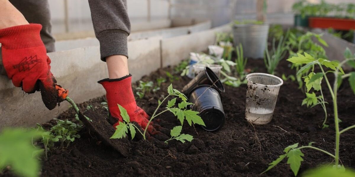 Best Fall Pest Control Methods For vegetable Gardens-planting-crops