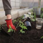 Best Fall Pest Control Methods For vegetable Gardens-planting-crops