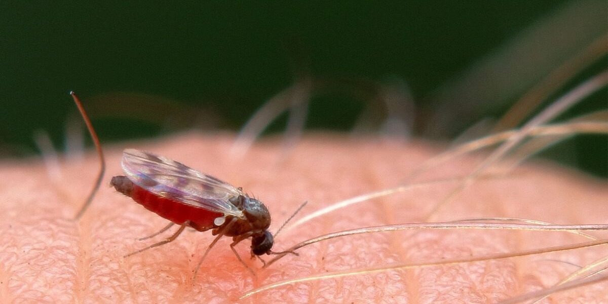 How To Keep Mosquitoes Away Naturally At Night-mosquito-insect-pest